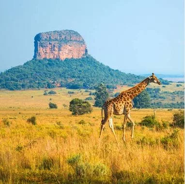 Safari big five & découverte 8 jours
