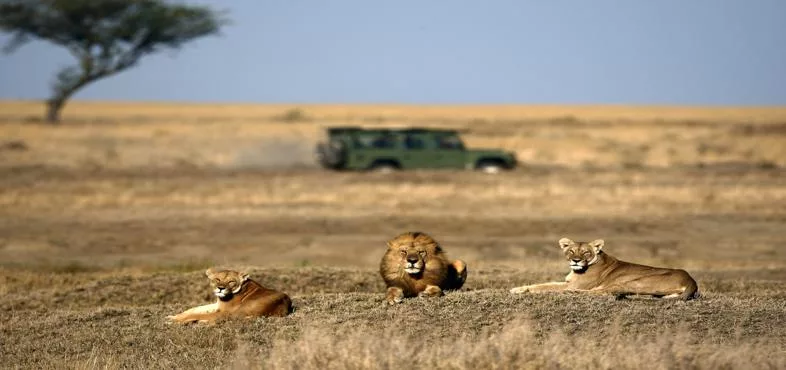 Safari en Tanzanie en automne : une experience inoubliable avec Noussouki Travel